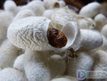 榨蚕丝是什么材料