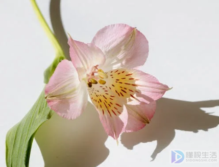 徐志摩《陌上花开》(徐志摩《陌上花开》朗读)