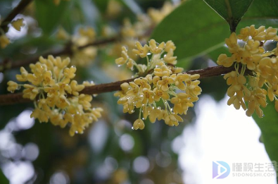 桂花可以做什么(桂花可以做什么甜点)