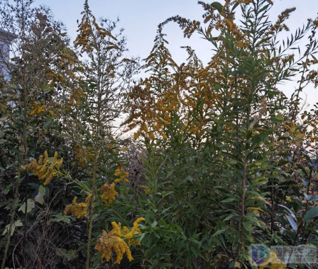 加拿大一枝黄花新闻重庆