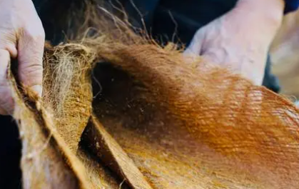 棕垫长虫子怎样消灭棕垫夏天会不会生出好多虫子(棕垫生虫子是什么虫子)