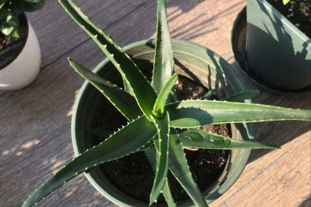新鲜芦荟能直接擦脸吗?有什么功效?