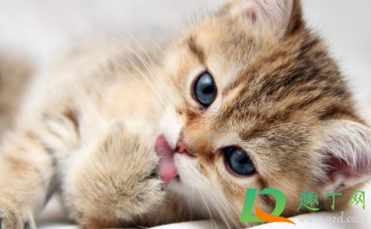 猫咪闻八四消毒液的味道没事吧?