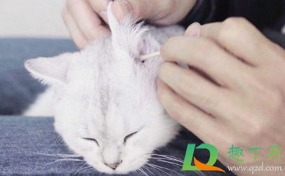 84消毒液对猫咪有没有伤害猫咪闻了84消毒液会怎样(猫咪闻八四消毒液的味道没事吧?)