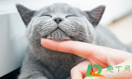 猫咪闻八四消毒液的味道没事吧?