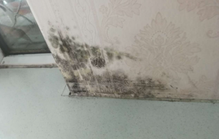 84消毒水怎么去除墙上的霉渍