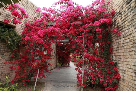 三角梅盆栽多少钱