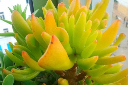 瓦松价格多少钱一斤?功效与作用分析