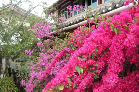 三角梅盆栽多少钱