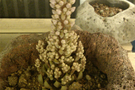 瓦松价格多少钱一斤?功效与作用分析