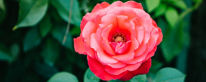 十大勤花月季品种十大名贵月季品种(勤花好养的月季品种)