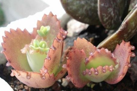 瓦松价格多少钱一斤?功效与作用分析