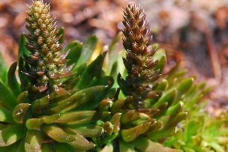 瓦松价格多少钱一斤?功效与作用分析