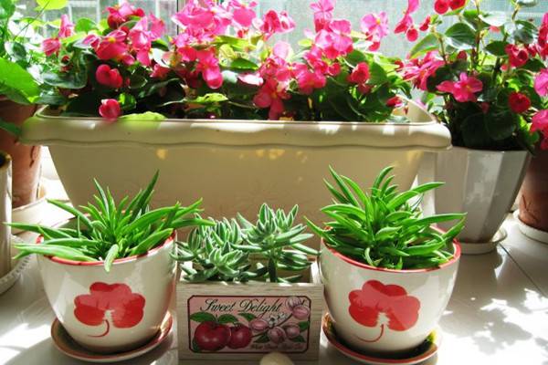 绒针徒长了怎么办(绒针可以叶插吗)