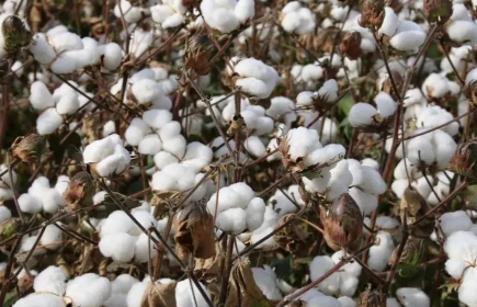 棉花做的棉裤能用洗衣机洗吗棉裤洗了是不是就不暖和了(棉的裤子能用洗衣机洗吗)