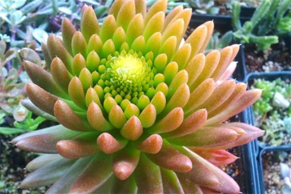 瓦松种类的鉴别方法(瓦松价格多少钱一斤?功效与作用分析)