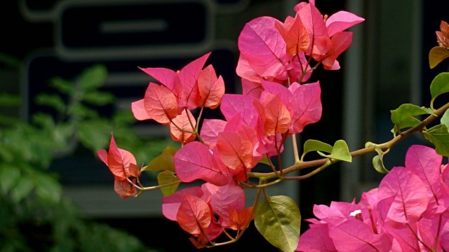 三角梅多少钱一盆(三角梅盆栽多少钱)