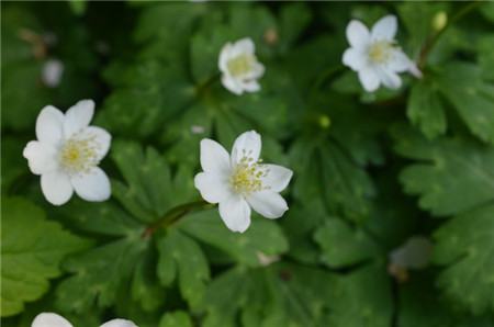 鹅掌草的功效和作用禁忌