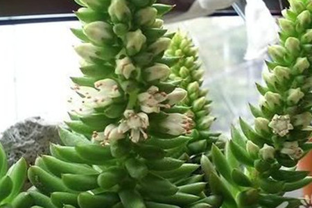 瓦松价格多少钱一斤?功效与作用分析