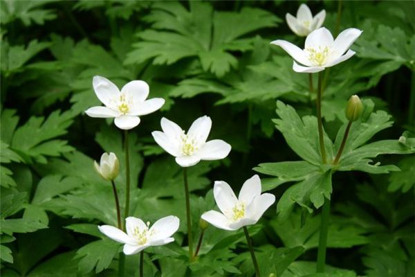 鹅掌草的功效和作用(鹅掌草的功效和作用禁忌)