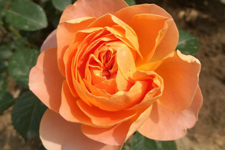 勤花好养的月季品种