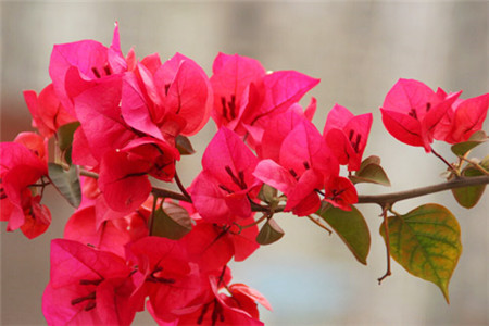 三角梅盆栽多少钱