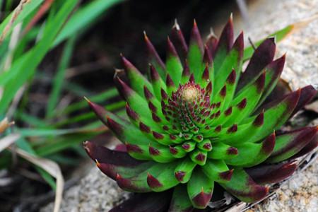 瓦松价格多少钱一斤?功效与作用分析