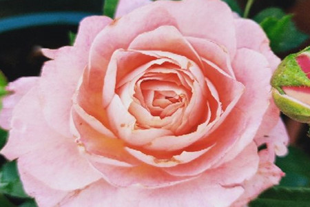 勤花好养的月季品种