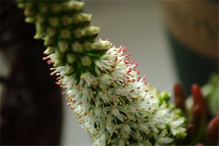 瓦松价格多少钱一斤?功效与作用分析