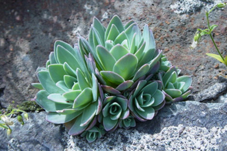 瓦松价格多少钱一斤?功效与作用分析