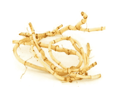 鱼腥草小孩可以当水喝吗