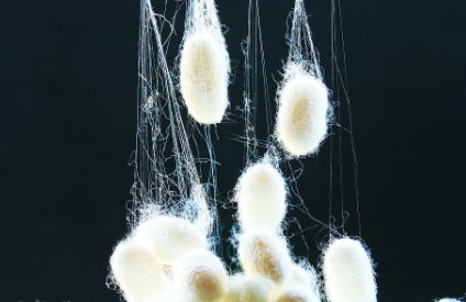 桑蚕丝衣服漂白水漂黄补救