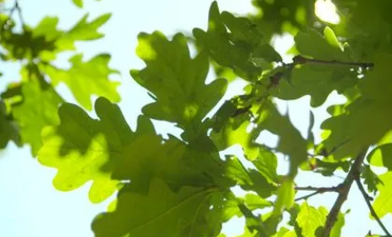 2022年7月份天气热吗7月份是不是最热的时候(今年7月份天气热吗)