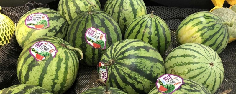西瓜能不能一直泡在水里面西瓜能泡在水里面多久(西瓜可以在水里泡一宿吗)