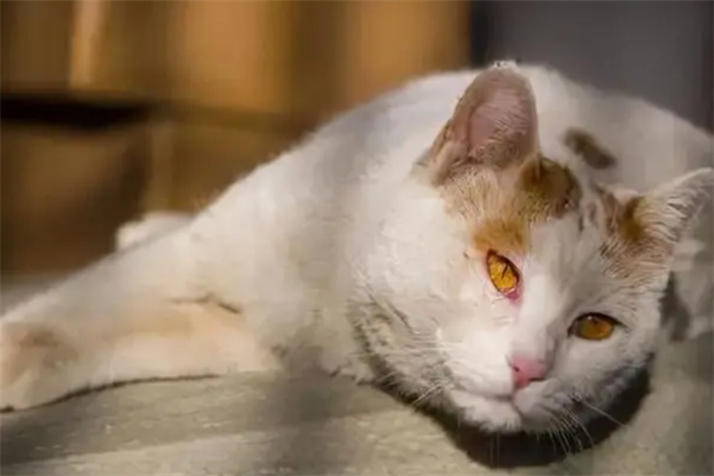 猫咪临死前有什么征兆猫咪死亡的前兆是什么(猫咪临死前的状态)