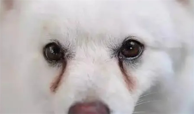 狗狗洗澡后可以打疫苗吗