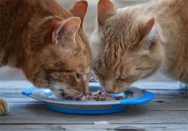 猫罐头能放微波炉里加热吗猫罐头可以微波炉热吗(猫罐头能不能加热)