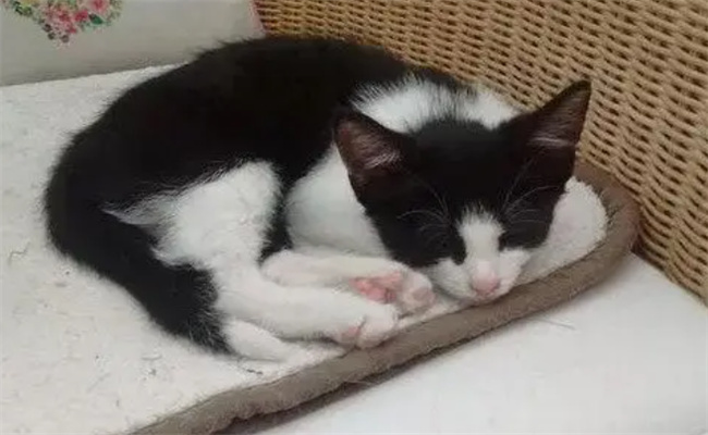 猫咪临死前的状态
