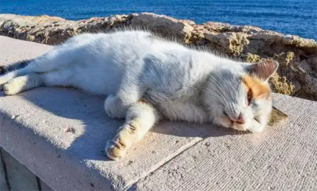 猫咪临死前的状态