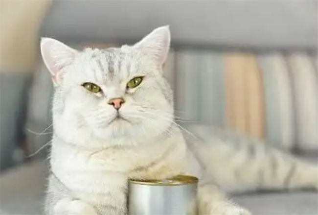 猫罐头能不能加热