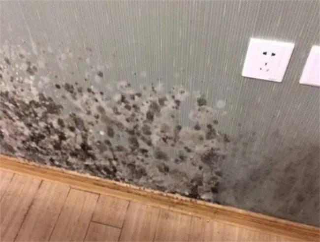 墙纸发霉了对人身体有影响吗