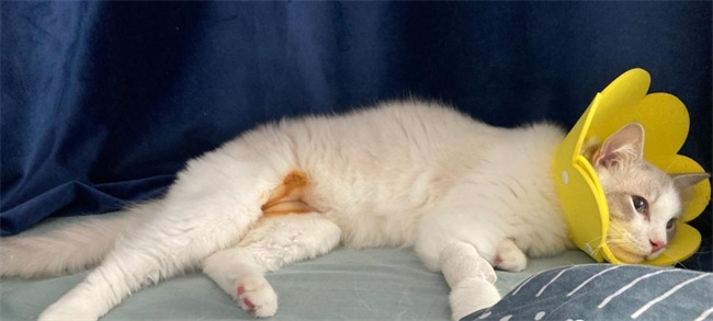 猫咪绝育的好处和坏处猫咪做绝育的好处和坏处(猫咪绝育的好处与坏处)