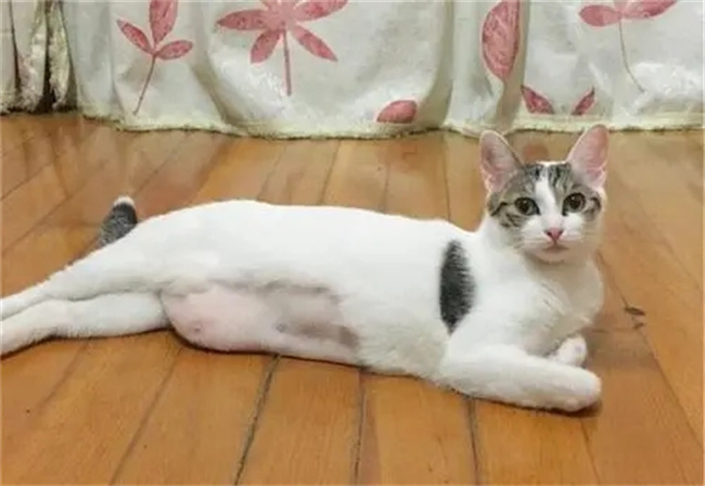 猫咪绝育的好处与坏处