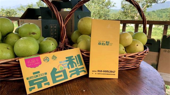 北京的京白梨几月份成熟