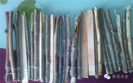 废罐子做花盆