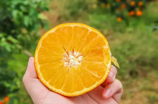 盐蒸橙子用什么橙子效果好盐蒸橙子用的是哪一种橙子(盐蒸橙子到底有没有用)
