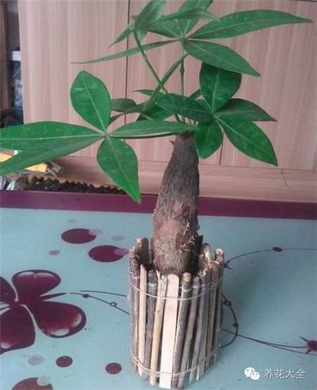 废罐子做花盆