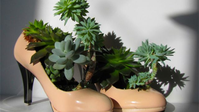 多肉植物的配盆(多肉如何配盆好看)