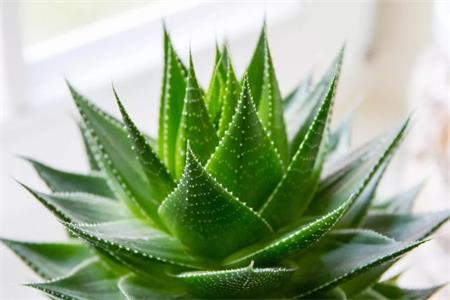 芦荟的养殖方法和繁殖