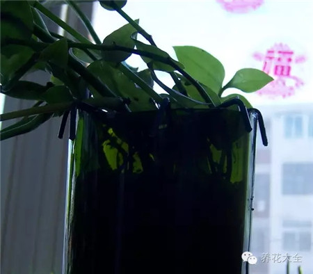 废罐子做花盆